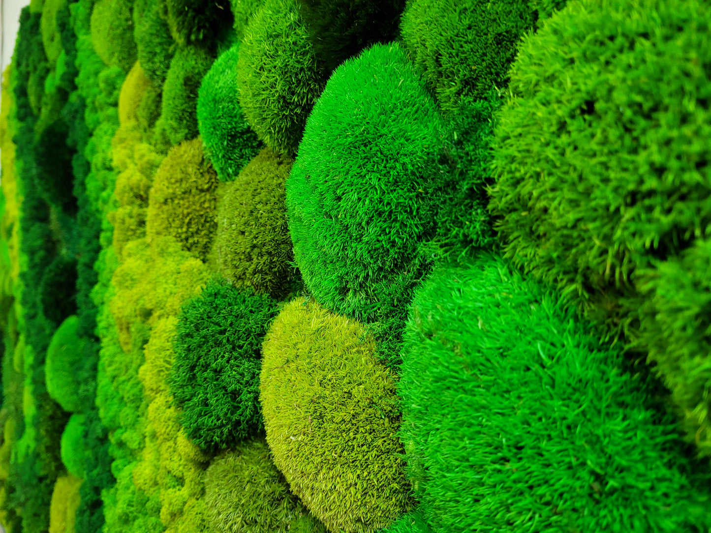 Moss frame,  Moss Wall Art