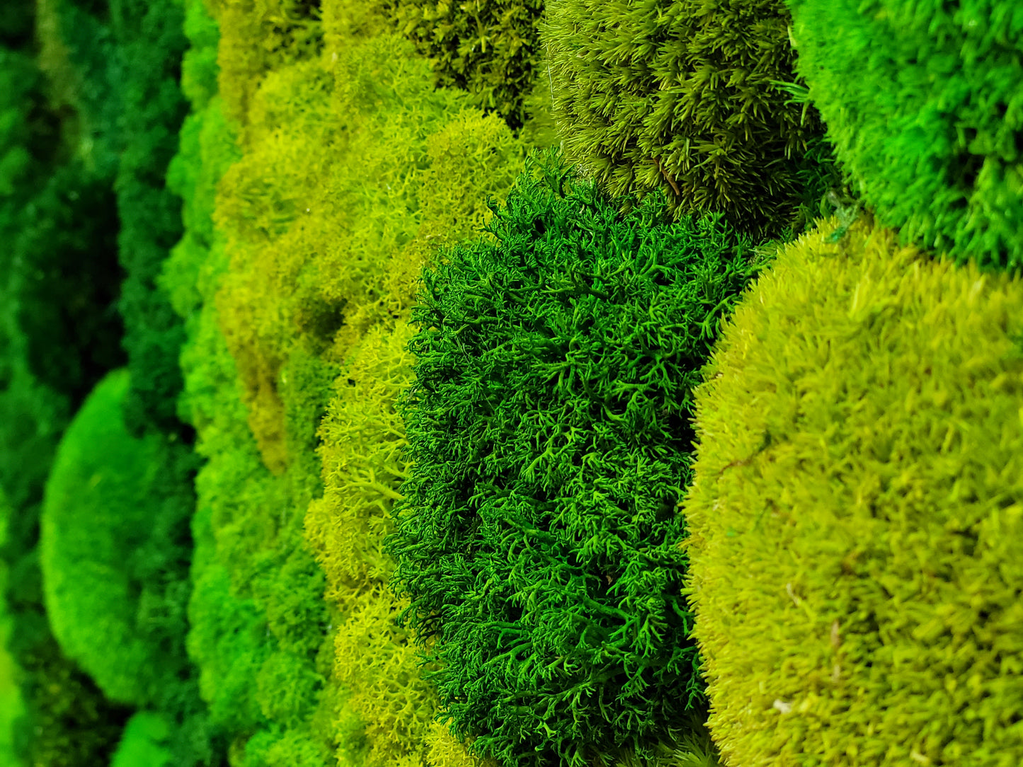 Moss frame,  Moss Wall Art