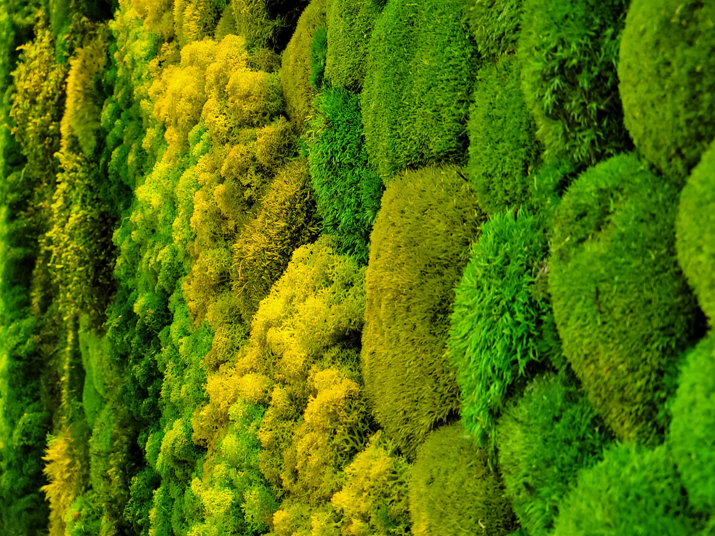 Moss frame,  Moss Wall Art