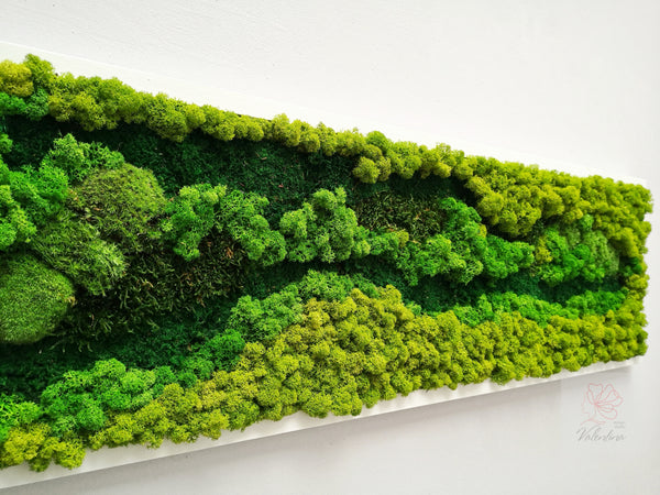 Preserved Moss Art Framed. Picture of preserved moss